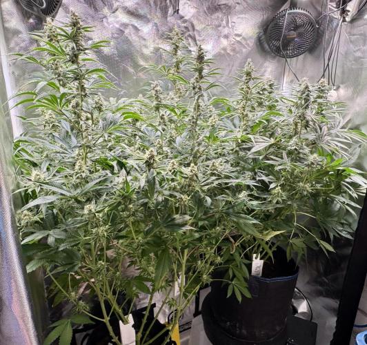 Zmoothiez / Dope Soil + Autopot. Week 11 - Candy Lime / Papayana