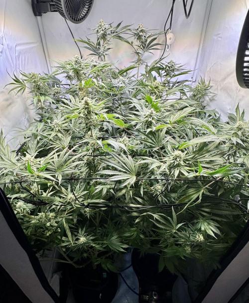 Zmoothiez / Dope Soil + Autopot. Week 11