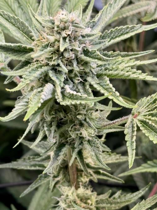 Zmoothiez / Dope Soil + Autopot. Week 11 - OS