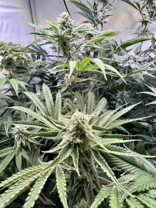 Zmoothiez / Dope Soil + Autopot. Week 11 - OS