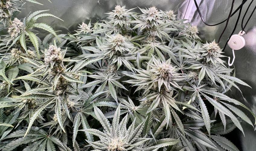 Zmoothiez / Dope Soil + Autopot. Week 11