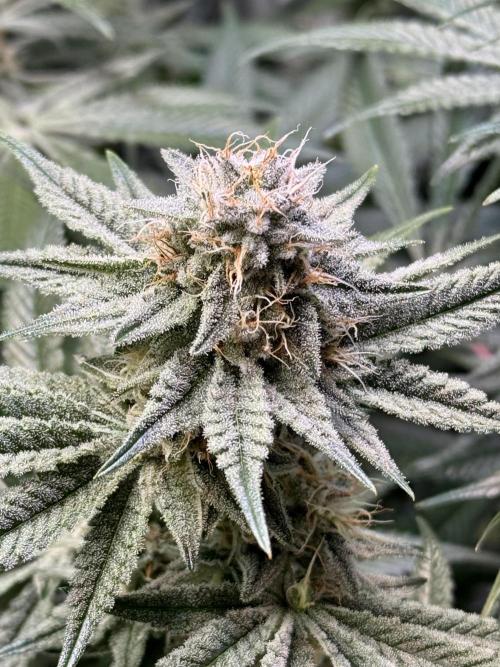 Zmoothiez / Dope Soil + Autopot. Week 11