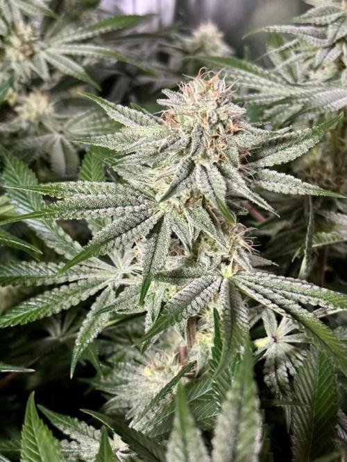 Zmoothiez / Dope Soil + Autopot. Week 11