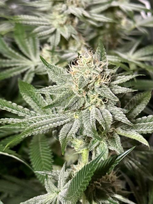 Zmoothiez / Dope Soil + Autopot. Week 11