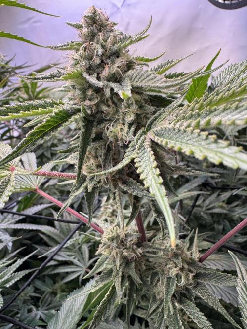 Zmoothiez / Dope Soil + Autopot. Week 12 - Orange Sunset