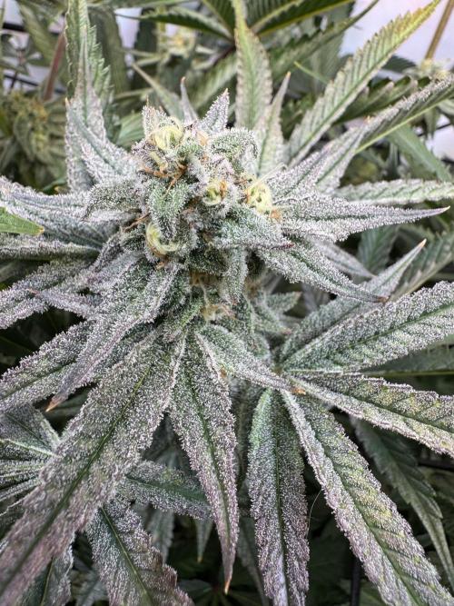 Zmoothiez / Dope Soil + Autopot. Week 12 - ChickenWaffelz 