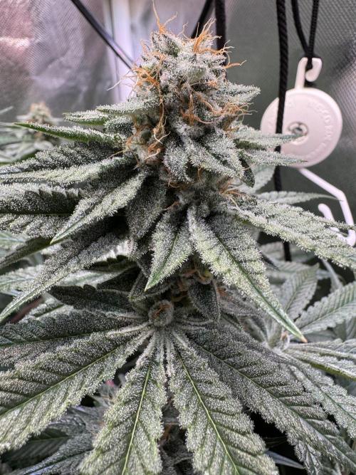 Zmoothiez / Dope Soil + Autopot. Week 12 - Papayana