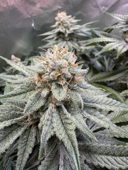 Zmoothiez / Dope Soil + Autopot. Week 12 - Papayana 