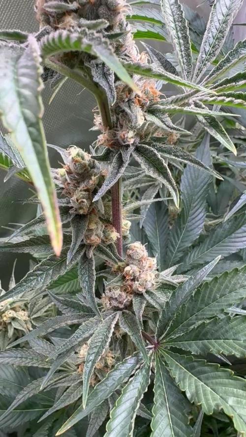 Zmoothiez / Dope Soil + Autopot