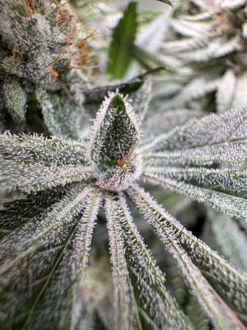 Zmoothiez / Dope Soil + Autopot. Week 12
