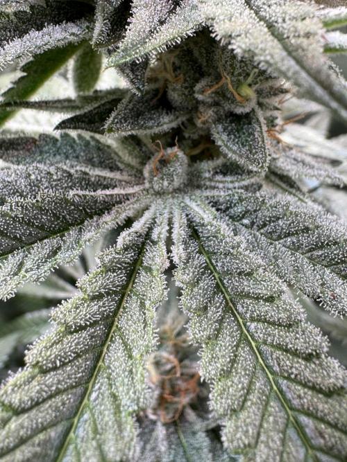 Zmoothiez / Dope Soil + Autopot. Week 12