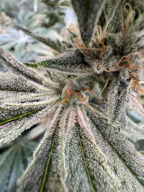 Zmoothiez / Dope Soil + Autopot. Week 12