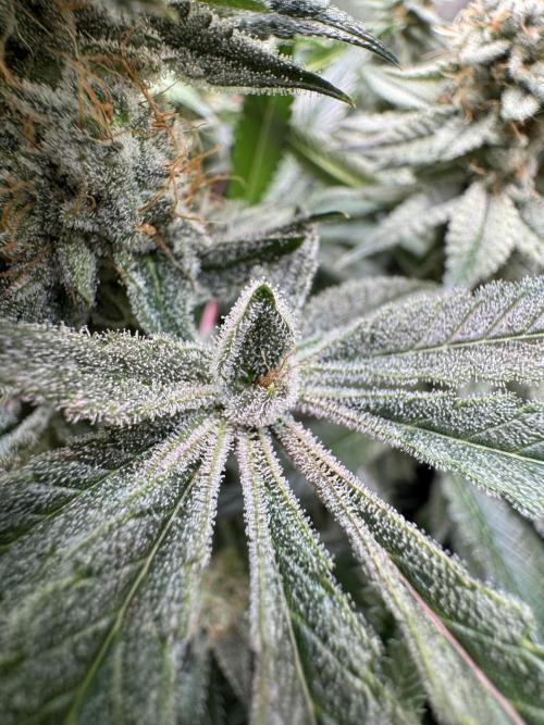 Zmoothiez / Dope Soil + Autopot. Week 12
