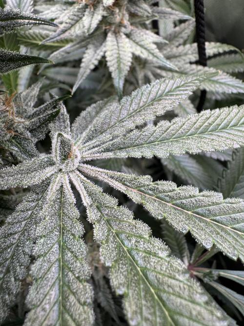 Zmoothiez / Dope Soil + Autopot. Week 12
