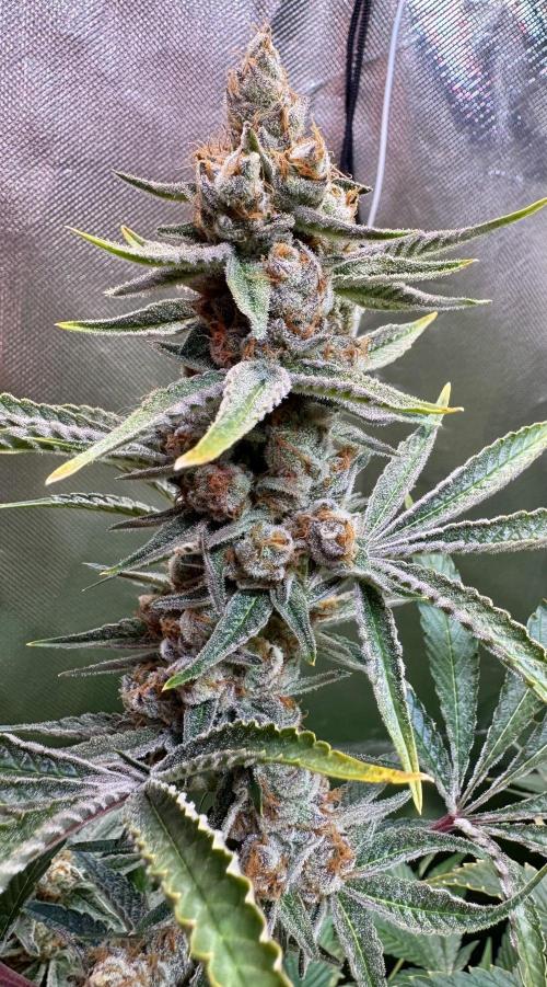 Zmoothiez / Dope Soil + Autopot. Week 13 - Candy Lime 