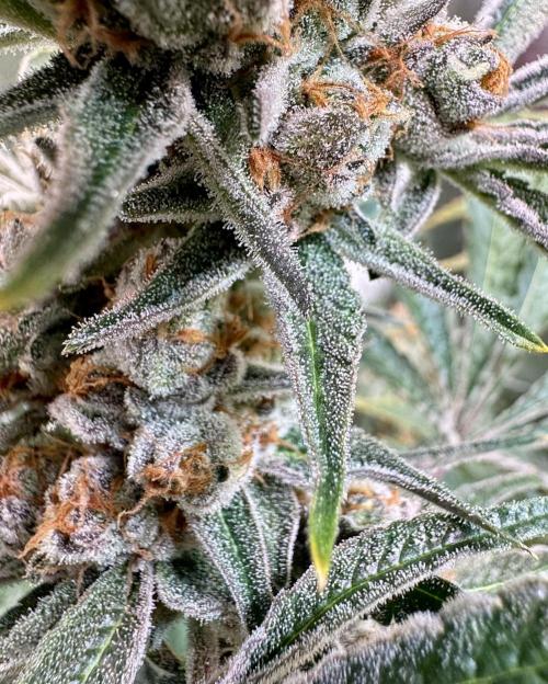Zmoothiez / Dope Soil + Autopot. Week 13