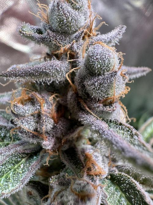 Zmoothiez / Dope Soil + Autopot. Week 13