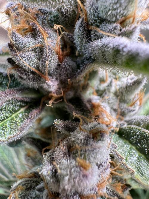 Zmoothiez / Dope Soil + Autopot. Week 13