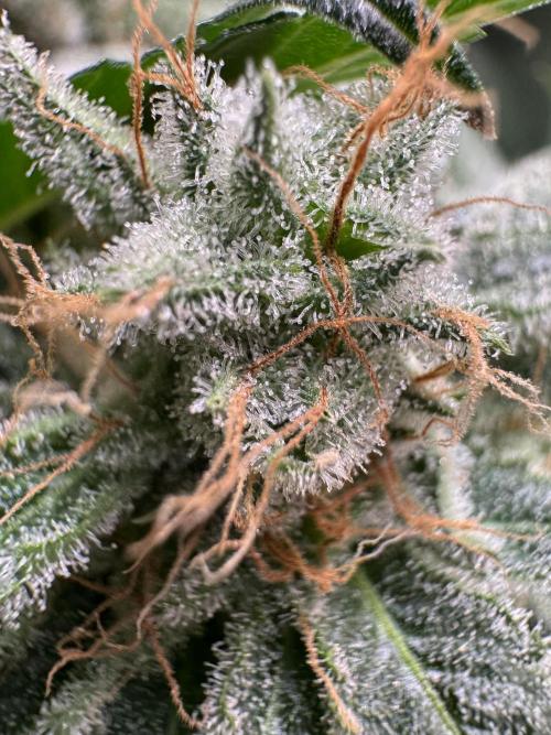 Zmoothiez / Dope Soil + Autopot. Week 13
