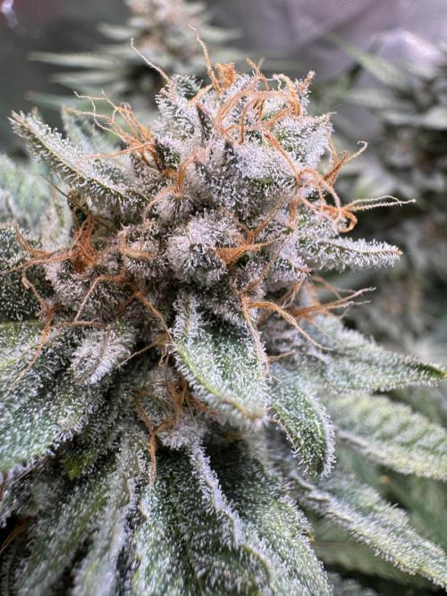 Zmoothiez / Dope Soil + Autopot. Week 13 - Papayana 