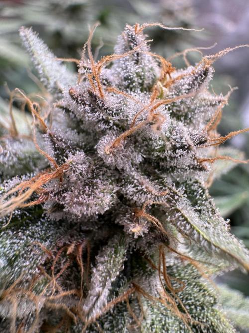Zmoothiez / Dope Soil + Autopot. Week 13