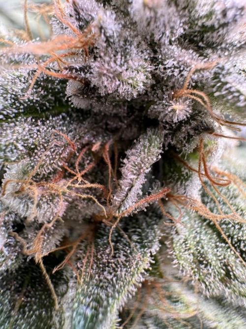 Zmoothiez / Dope Soil + Autopot. Week 13