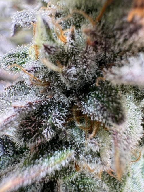 Zmoothiez / Dope Soil + Autopot. Week 13