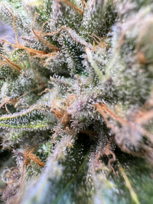 Zmoothiez / Dope Soil + Autopot. Week 13