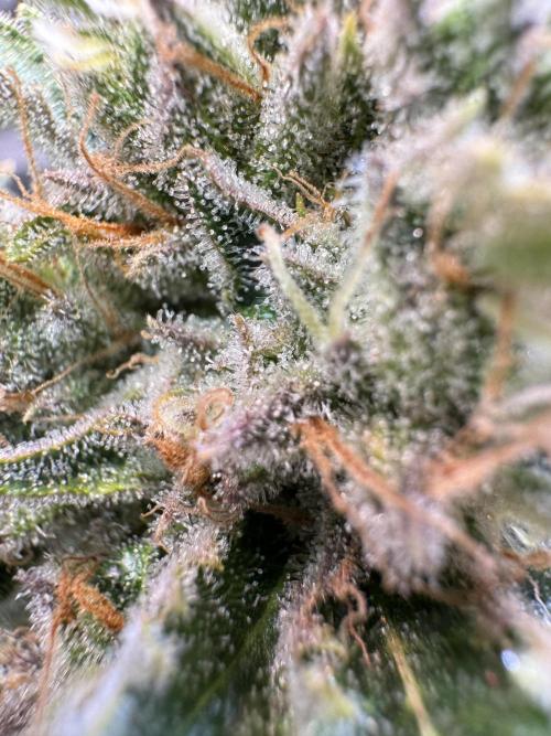 Zmoothiez / Dope Soil + Autopot. Week 13