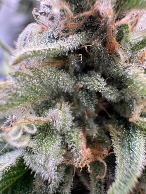 Zmoothiez / Dope Soil + Autopot. Week 13