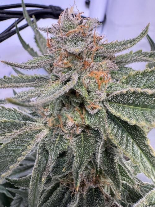 Zmoothiez / Dope Soil + Autopot. Week 13 - ChickenWaffelz 