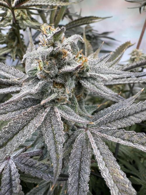 Zmoothiez / Dope Soil + Autopot. Week 13