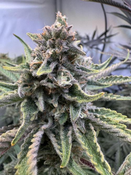 Zmoothiez / Dope Soil + Autopot. Week 13 - Orange Sunset