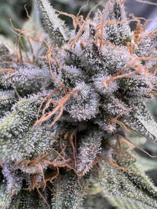 Zmoothiez / Dope Soil + Autopot. Week 14
