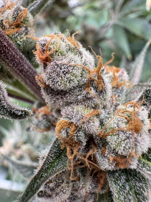 Zmoothiez / Dope Soil + Autopot. Week 14