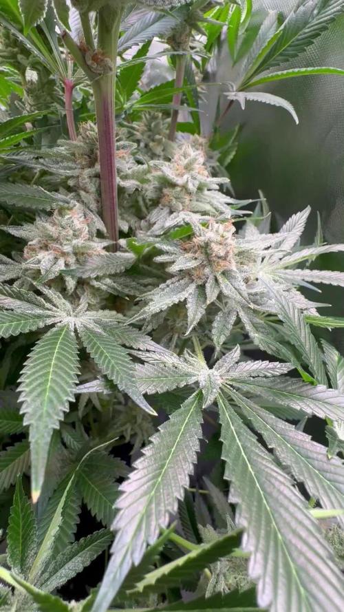 Zmoothiez / Dope Soil + Autopot