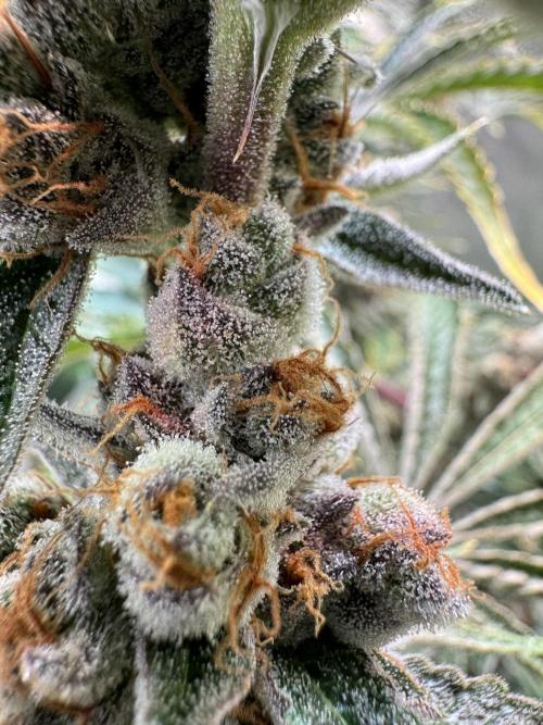 Zmoothiez / Dope Soil + Autopot. Week 14