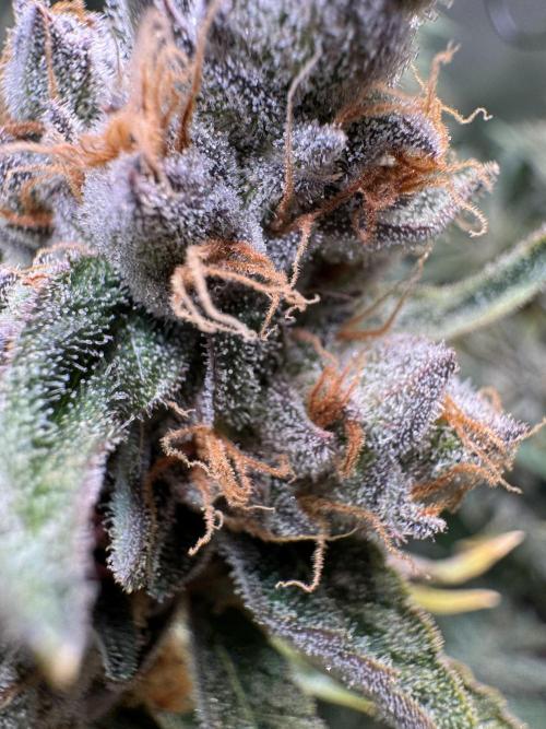 Zmoothiez / Dope Soil + Autopot. Week 14