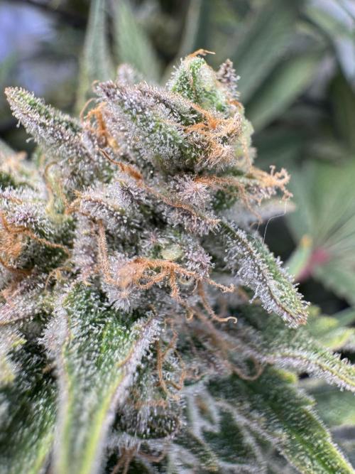 Zmoothiez / Dope Soil + Autopot. Week 14