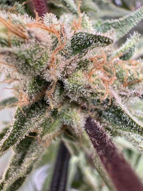 Zmoothiez / Dope Soil + Autopot. Week 14