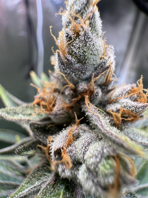 Zmoothiez / Dope Soil + Autopot. Week 14