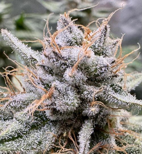 Zmoothiez / Dope Soil + Autopot. Week 14