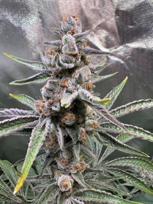 Zmoothiez / Dope Soil + Autopot. Week 14