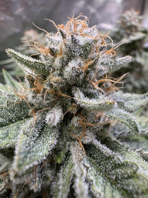 Zmoothiez / Dope Soil + Autopot. Week 14