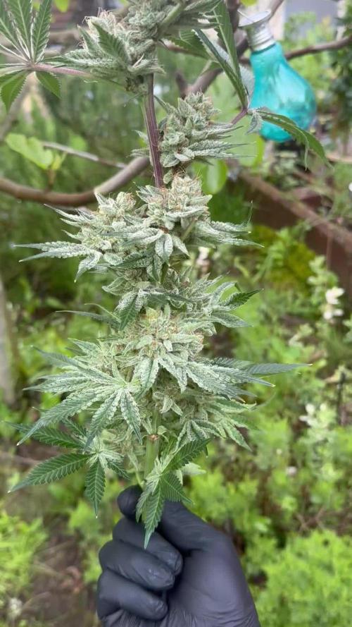 Zmoothiez / Dope Soil + Autopot