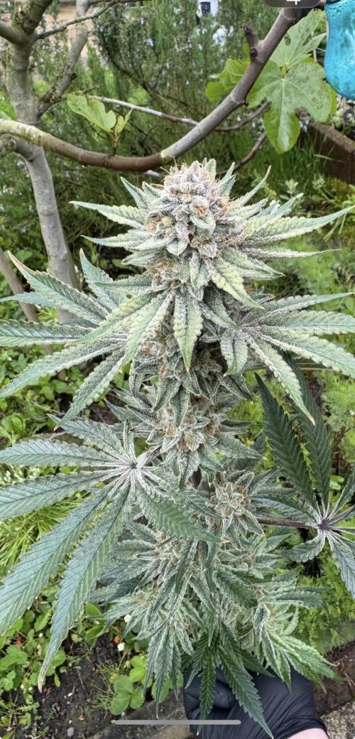 Zmoothiez / Dope Soil + Autopot. Week 15