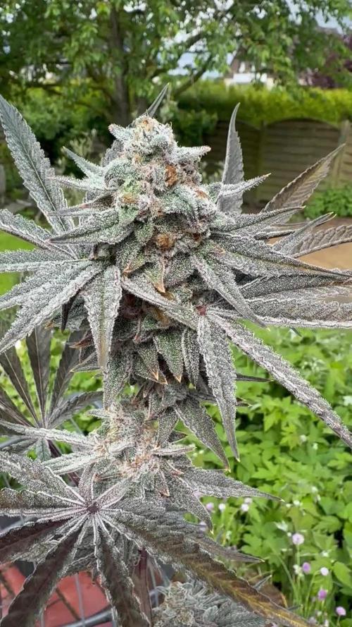 Zmoothiez / Dope Soil + Autopot