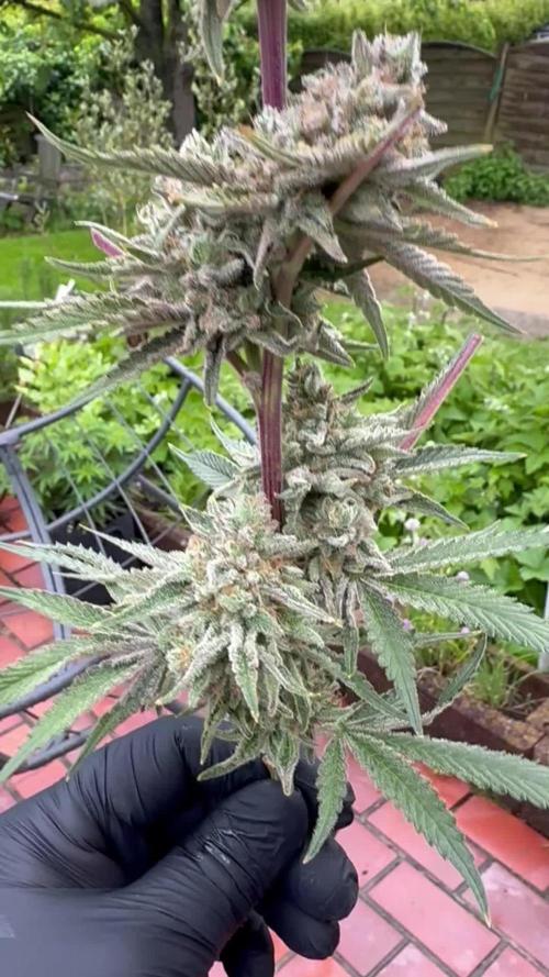 Zmoothiez / Dope Soil + Autopot