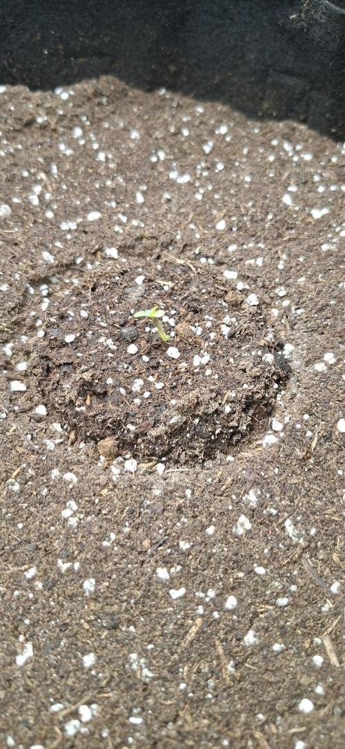 Auto purple couskush 2025. Week 0 - 27/12