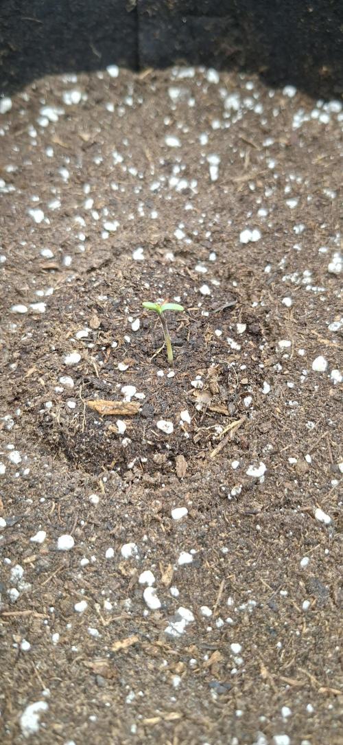 Auto purple couskush 2025. Week 0 - 27/12